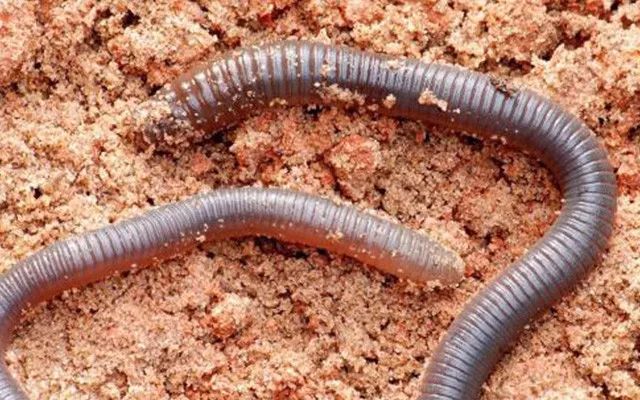 七,腥香兼备应有气味